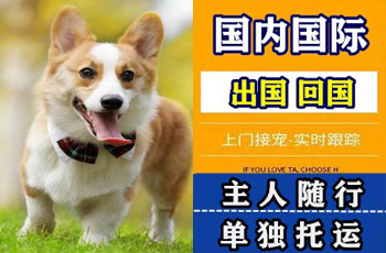 通州区宠物托运公司通州区宠物托运公司通州区宠物托运公司