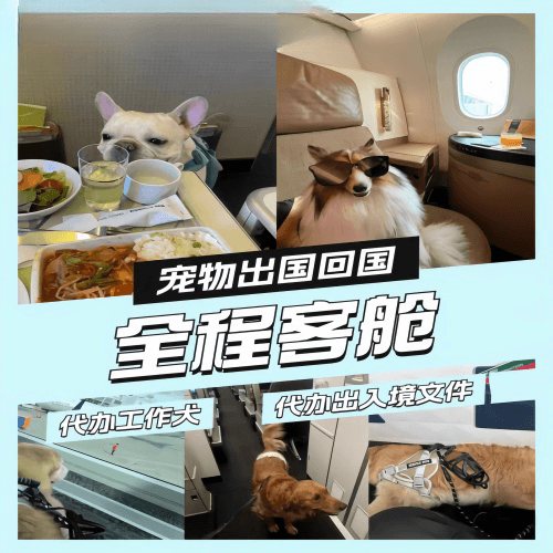 通州区宠物托运到白俄罗斯宠物入境规定和要求
